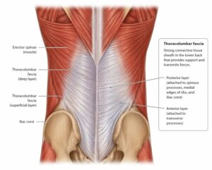Why is back pain more common in females? A story of fascia