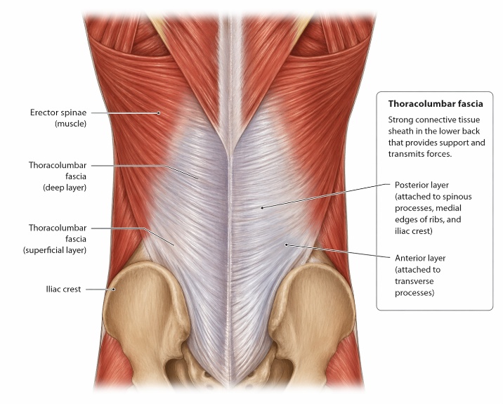 Why is back pain more common in females? A story of fascia